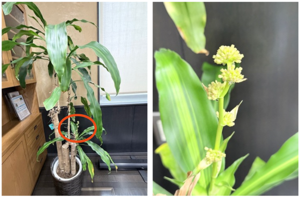 ピー・シー・エス神奈川営業所の会議室で開花した「幸福の樹（ドラセナ）」。白く可憐な花が咲いている。