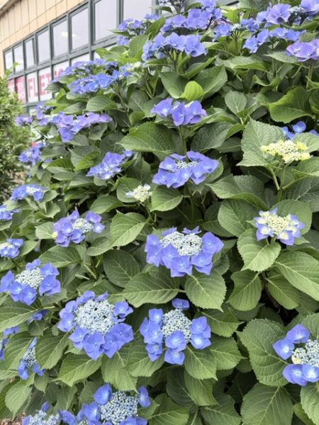 神奈川営業所近くのスーパーで見事に満開を迎えた鮮やかな紫陽花（あじさい）の写真